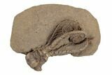 Fossil Crinoid (Jimbacrinus) - Gascoyne Junction, Australia #188627-1